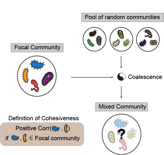Microbial Community Coalescence