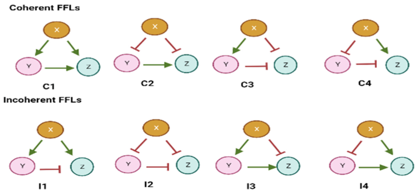 Feed-Forward Loop Types